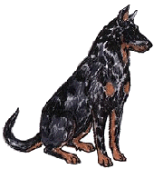 Beauceron