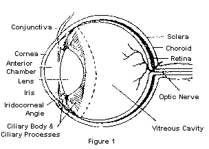 Figure 1 of Cataracts FAQ