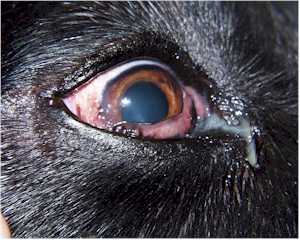 CSK and Plasmoma of the Third Eyelid